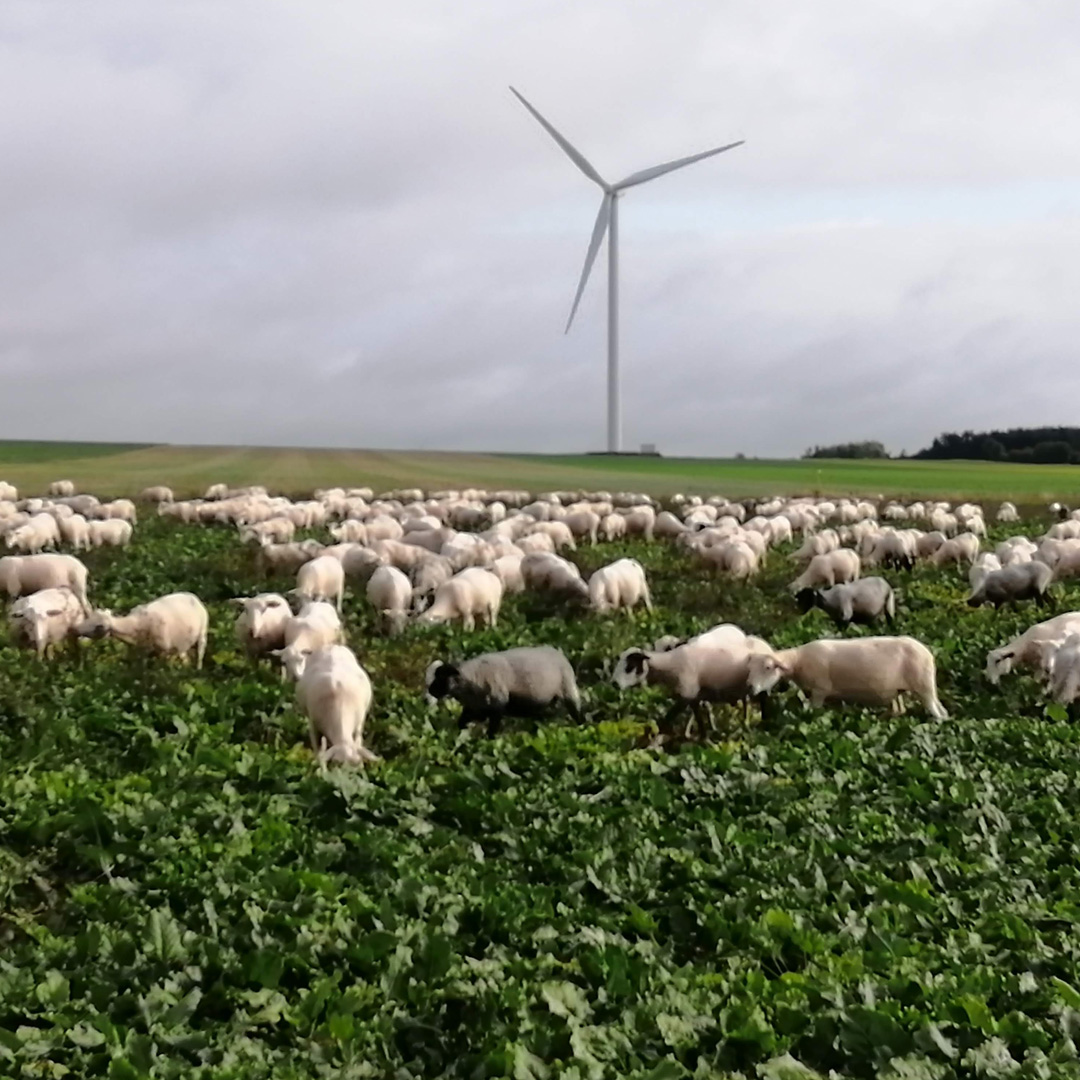 PAïSAN rencontre Jean-Roch Lemoine - Agriculteur et éleveur de brebis