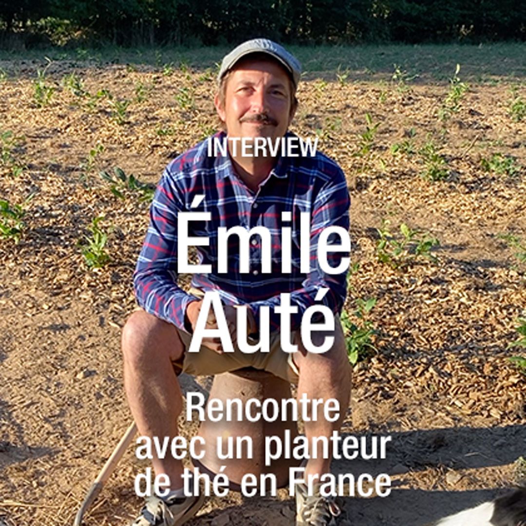 La culture du thé en France avec Émile Auté