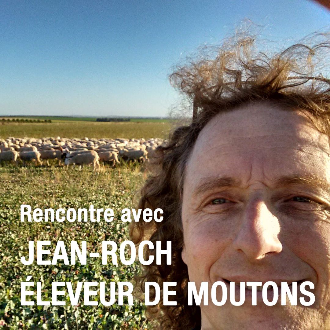 Les moutons de Jean-Roch Lemoine